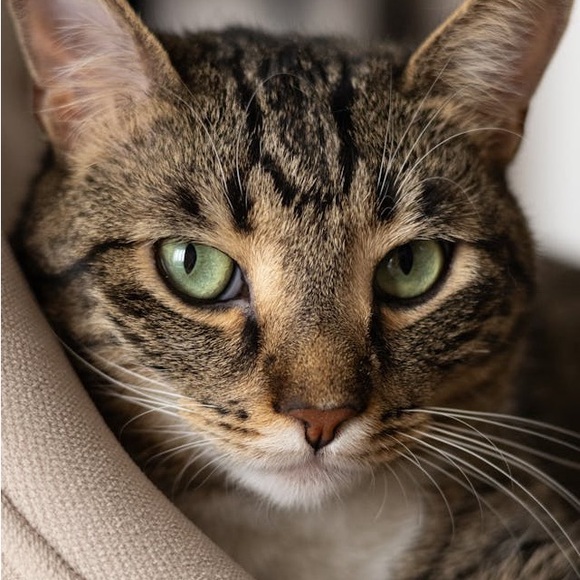 Meet your Posher, J - Picture 1 of 1